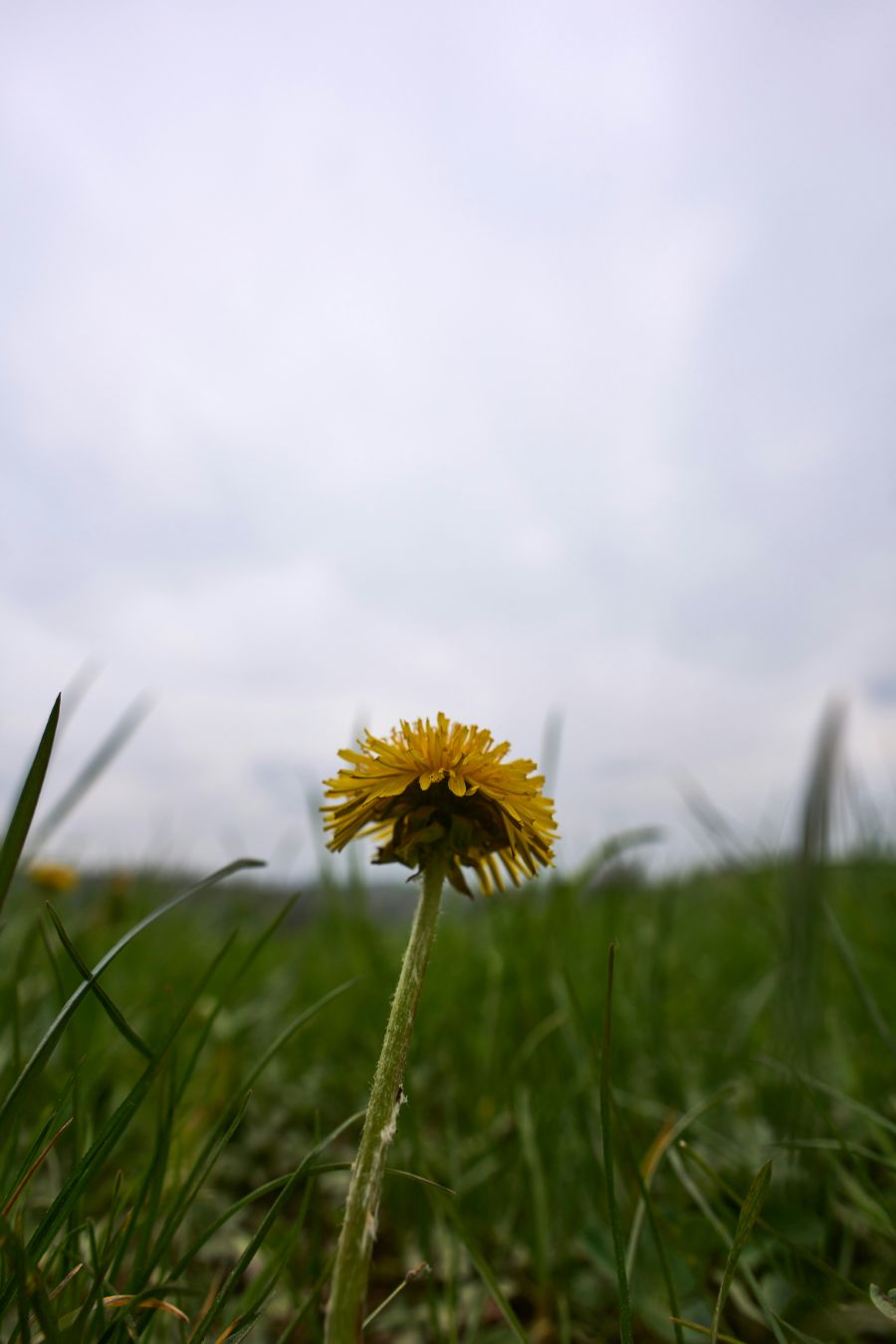 Weed growing in a lawn before treatment